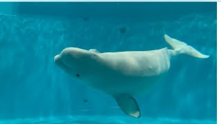 【島根県】『しまね海洋館アクアス』　中四国最大級の水族館　ゆったり癒されてきた　#水族館　#シロイルカ　#パフォーマンス