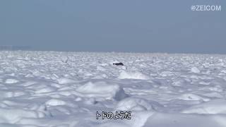 流氷のトド(斜里町･以久科原生花園)Throat of drift ice Shari Town · Liberal welfare garden