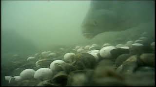 River Thames Carp fishing up close, boilie campaign