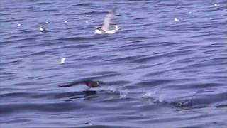 Sooty Shearwater (Puffinus griseus)