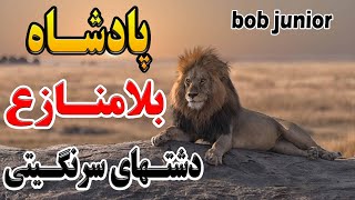 شیری که 7 سال پادشاه بلامنازع سرنگیتی شد| داستان Bob Junior