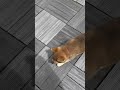 初めてのルーフバルコニーでの散歩！walk in the first roof balcony　 柴犬 琥珀 shibainu shibainupuppy 犬 dog kohaku 子犬 puppy