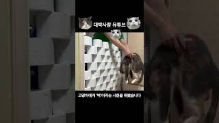 고양이 휴지벽 넘기 미친 점프력!