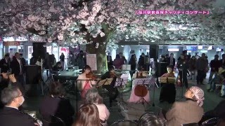 仙川駅前夜桜コンサート ダイジェスト(2016年4月12日号)