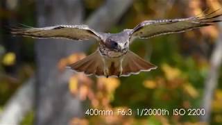 Tes Foto Burung Pakai Tamron 150-600mm G2 Lensa Ultra Telephoto Zoom Untuk Kamera DSLR Canon Nikon