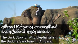 අම්පාර බුද්දංගල අභයභූමියේ අදුරූ කතාව.The Story of wild Animals in Ampara Buddangala Sanctuary.