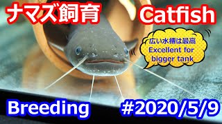 ナマズ飼育 #2020/5/9