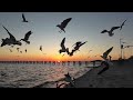 seagulls and rising tides