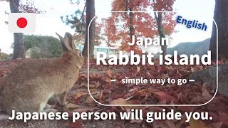 NEW! Rabbit Island from Japan \