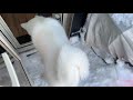 【秋田犬もんたろう 132】「冬のバルコニー」akita inu