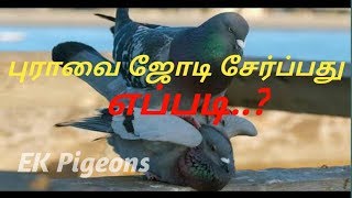 #pigeons #pairpigeons How to pair pigeons in Tamil