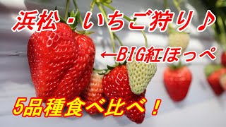 【浜松観光】いちご狩りで5品種食べ比べ \u0026 紅ほっぺジェラートをいただく