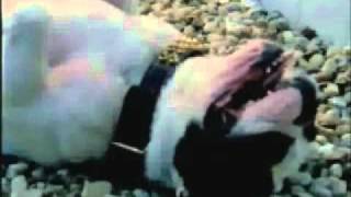 Hilarious Commercial - Epson