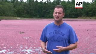 Cranberry growers bog down as drought drains yield