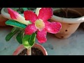 Growing Adenium from seeds- my experience || Anjanangan