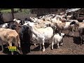 TIERRA FERTIL TV-PRODUCCIÓN AGRICOLA Y GANADERA GRUPO