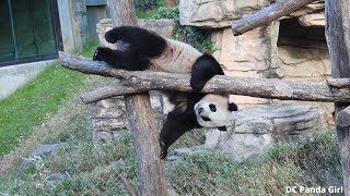 #Giantpanda #xiaoqiji Playtime, Treats, and Nap time 🐼🥰💤🐾