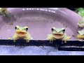 カエル幼稚園のちびっ子カエル達がわちゃわちゃしていてかわいい        Cute frog kindergartner.