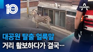 대공원 탈출 얼룩말, 거리 활보하다가 결국… | 뉴스TOP 10