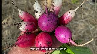 When to Harvest Radish