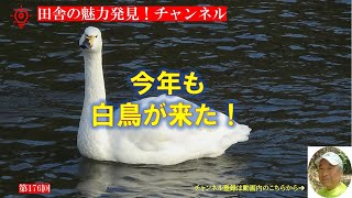 白鳥飛来｜いわき市小川町｜夏井川｜草野心平記念館｜二ツ箭山｜小川江筋｜小玉ダム｜暮らしを楽しむ｜軽々と生きる｜自然の営み｜小さな旅｜ストレス発散｜ささやかな発見｜心の栄養｜癒し｜田舎の頑固おやじ