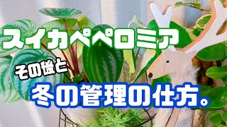 [スイカペペロミア]その後と冬の管理方法