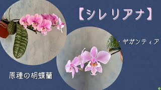 2024年4月24日　原種の胡蝶蘭【シレリアナ】　葉が観葉植物🌿で人気のシレリアナ　育て方は普通の胡蝶蘭と同じ　葉🌿がとても大きくなる原種の胡蝶蘭《ギガンティア》を紹介