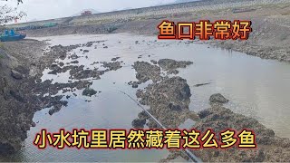 小水坑里居然藏着各种各种美味鱼，鱼口很夸张一会钓到好多