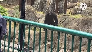 草を投げるチンパンジーで草www#動物園