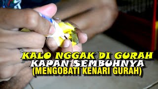 Cara Mengobati Kenari Gurah Pakai Obat ini