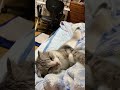 手を撫でると眠る猫　 shorts