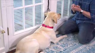 training your dog to ring bell https://goo.gl/ZTMA1e