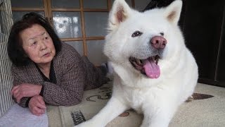 【秋田犬げんき】バター香るホームパイが大好きです【akita dog】