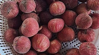 நாட்டு அத்தி பழம்  / Native breed Fig Fruit