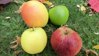 What's the BEST APPLE?