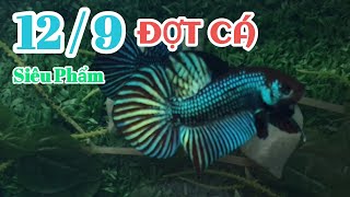 ĐỢT CÁ 12 / 9  WILD BETTA MAHACHAI SIÊU PHẨM , TẶNG CÁ MÁI |H2OBetta