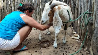 TIRANDO LEITE DE CABRA - COMPRAMOS UMA CABRA MUITO FOFA