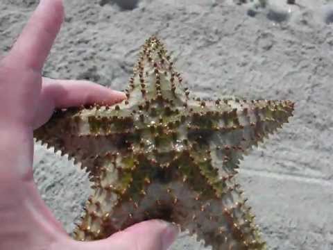 Как поймать морскую звезду на Майами Бич