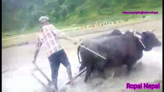 rice planting machine Rice Cultivation Nepali Asare Geet Asare Bhaka असारे भाका