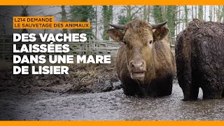 Urgence pour les vaches de Meillac en Ille-et-Vilaine !