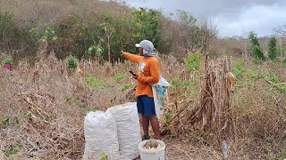 O TRABALHO CONTINUA SAFRA BOA DE FAVA ROÇA MUITO BOA PRODUTIVA🙏