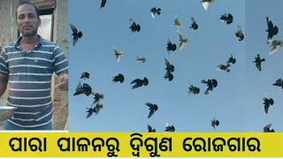 ପାରା ପାଳନକରି ଦ୍ଵିଗୁଣ ରୋଜଗାର || Pigeon Farming in Odisha || Pigeon Farming Profit