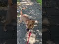 dog walks in a crazy hint...