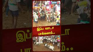 இப்ப வாடா பாக்கலாம்... மொத்தமா வந்து அலற விட்ட காளைகள்|Jallikattu | Shorts|