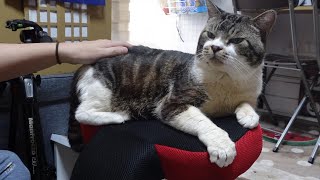 特別な条件で座れるシートにご満悦の猫リキちゃん☆パパのナデナデ\u0026猫しゃもじで幸せ☆スワゲーでペアシート状態【リキちゃんねる】キジシロねこのいる暮らし