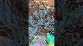 Blue Chalk Sticks, easy to propagate by cutting. Details in description. #garden