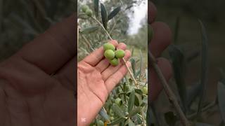 Zeytin bahçesi #zeytin #olive #agriculture #üretim #tarla #ziraat #tarım #köy #çiftçi #garden #doğa