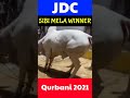 JDC Sibi Mela Winner Qurbani 2021 | JDC Foundation Biggest Animal Qurbani Video | Syed Zafar Abbas