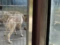 天王寺動物園 チュウゴクオオカミの子育てヘルパー修行