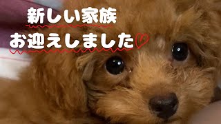 【ご報告】新しい家族お迎えしました🐶タイニープードル